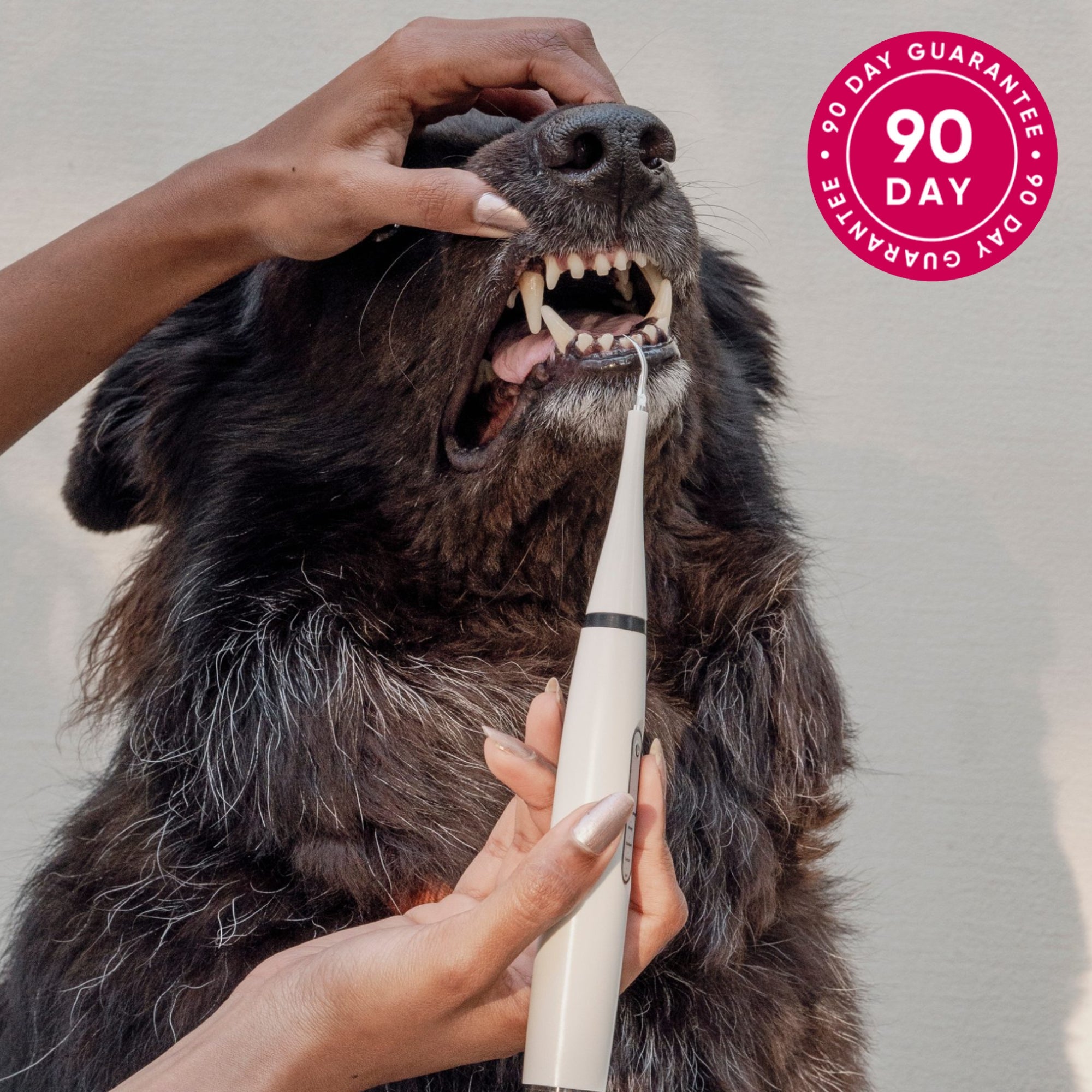 Woof World™  Dog Dental Kit