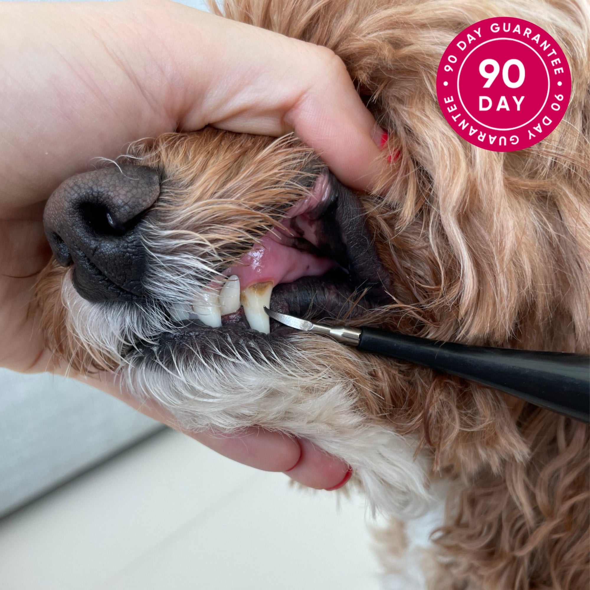 Woof World™  Dog Dental Kit