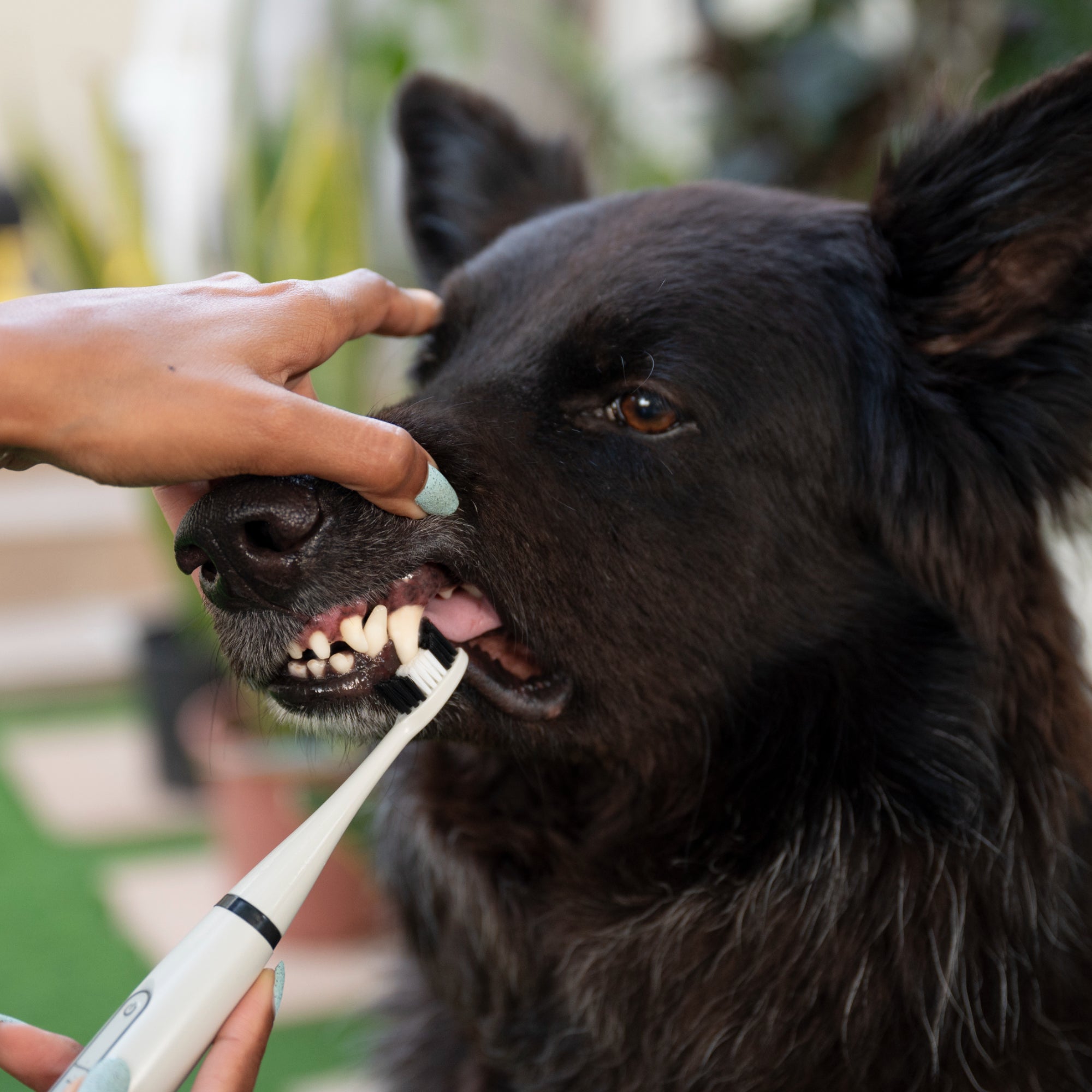 Woof World™  Dog Dental Kit